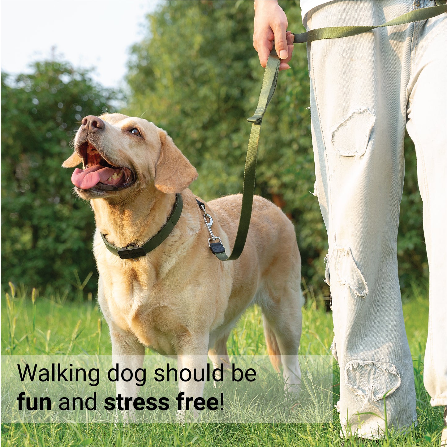 Dog Training Prong Collar