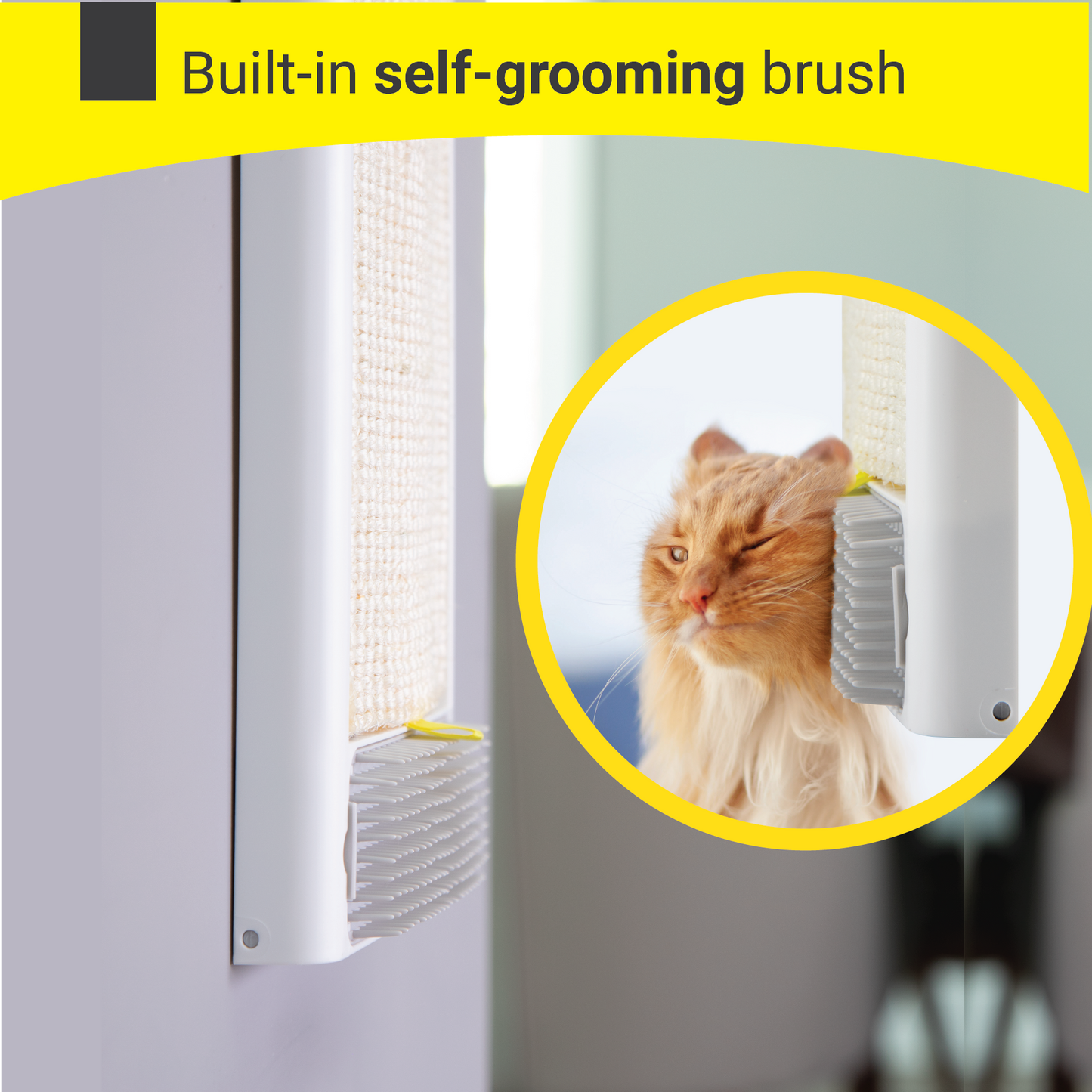 Cat Scratching Board