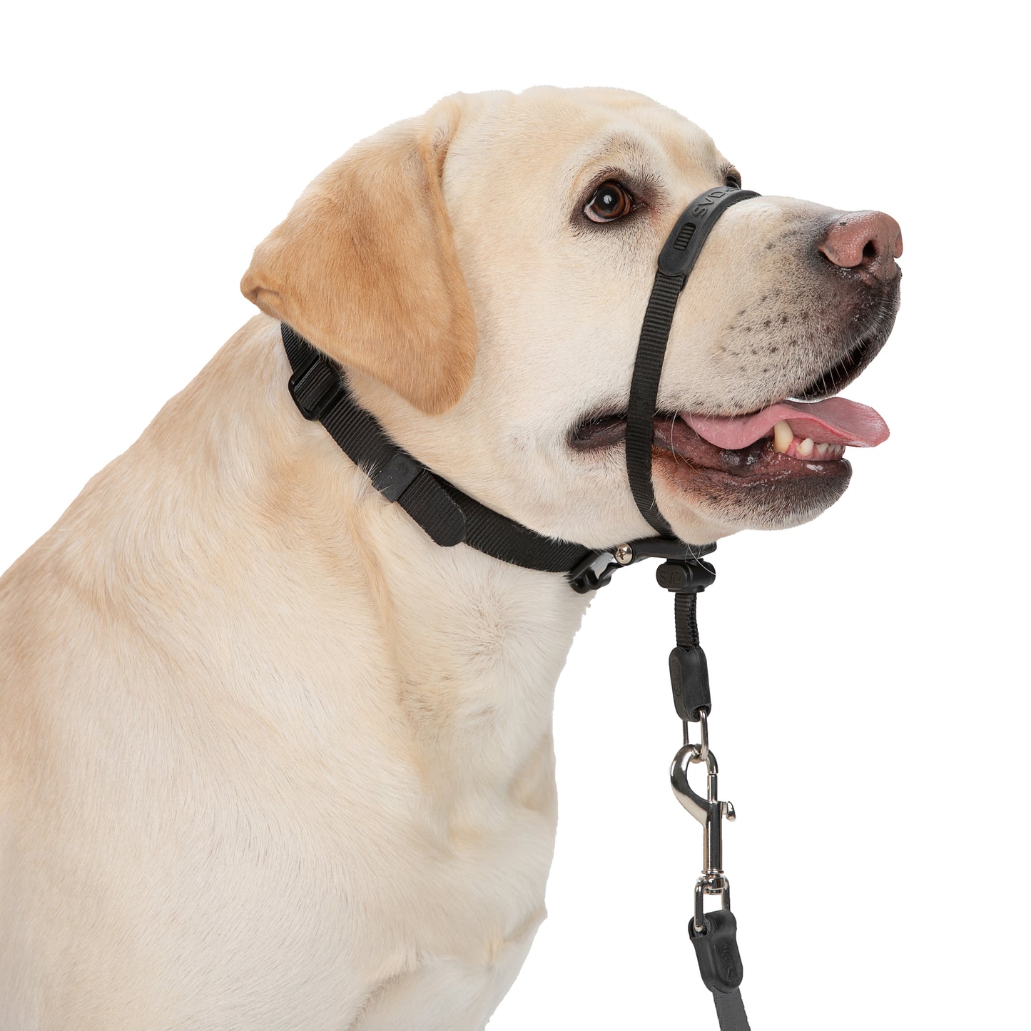 Dog Headcollar