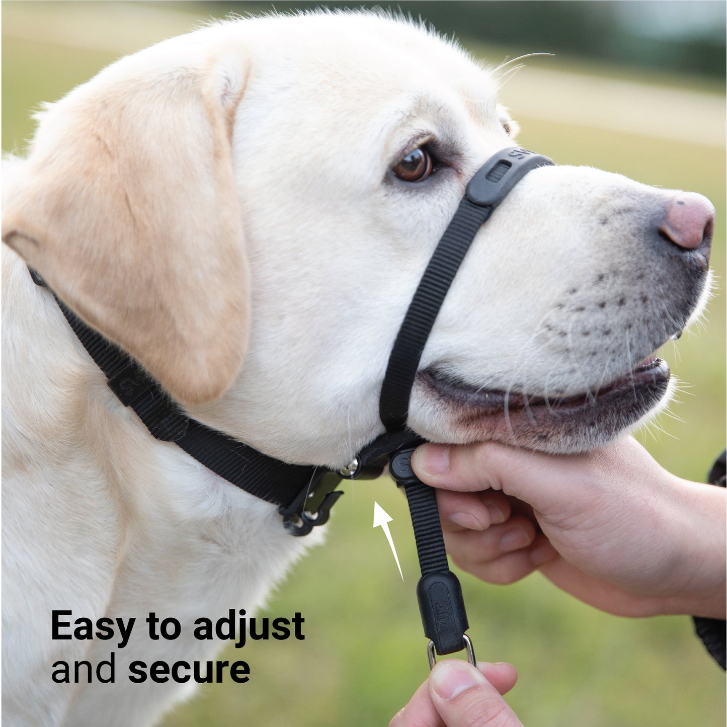 Dog Headcollar